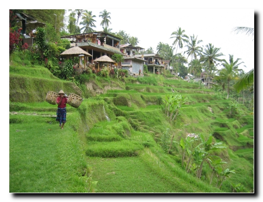 23 ...und noch mehr Reisterassen